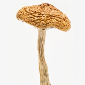 buy British Columbia Cyanescens online