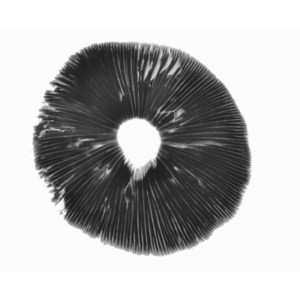 Pensacola psilocybe cubensis spore print