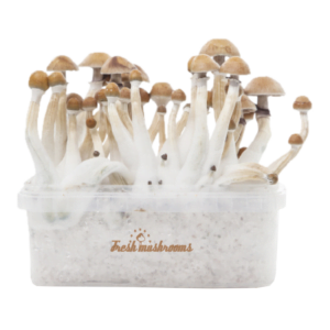 Fresh Mushrooms® Magic Mushroom Grow Kit Mexican XP