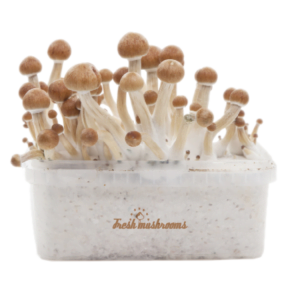 Magic Mushroom Grow Kit Amazon XP by FreshMushrooms®