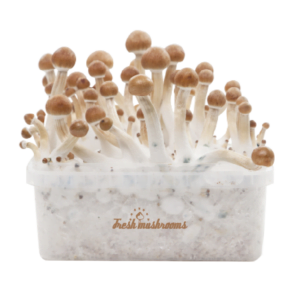 Magic Mushroom Grow Kit B+ XP by FreshMushrooms®