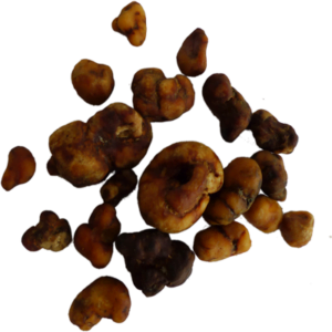 Buy Magic Truffles Atlantis | Natural psilocybin Truffles