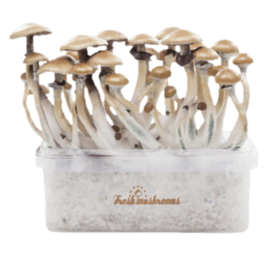 Magic mushroom grow kit Golden Teacher XP by FreshMushrooms®
