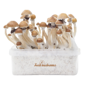 Magic mushroom grow kit McKennaii XP by FreshMushrooms®